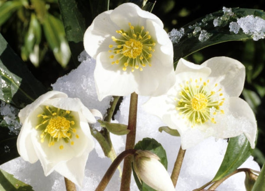 Cuq