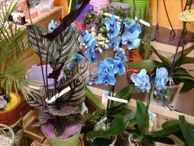 Tethiare fleuriste à Combs-la-Ville