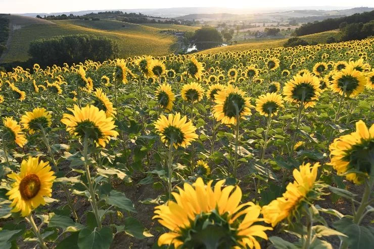 Contre Jour à Lavaur