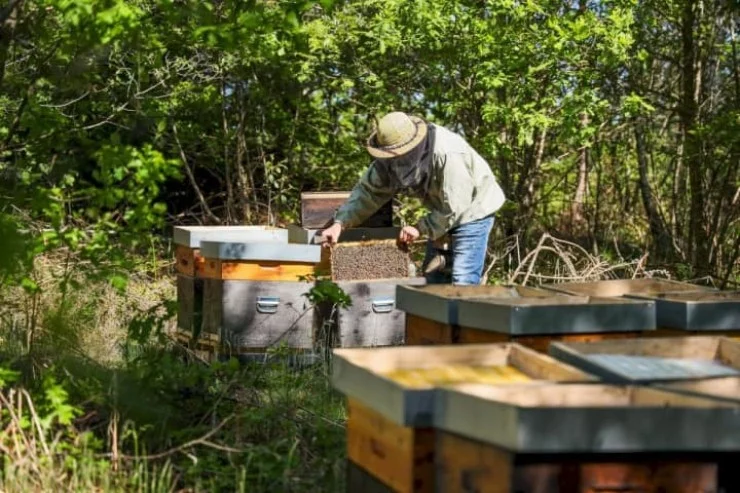 Les Ruchers de Miremont à Miremont