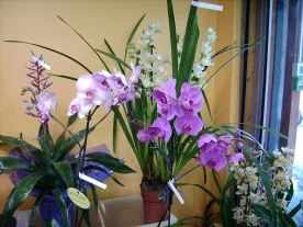 Tethiare fleuriste à Combs-la-Ville