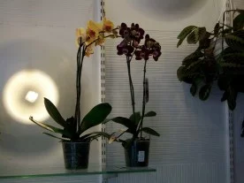 Floréal à Coulommiers