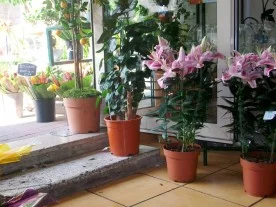 Bambou fleuriste et paysagiste à Meaux