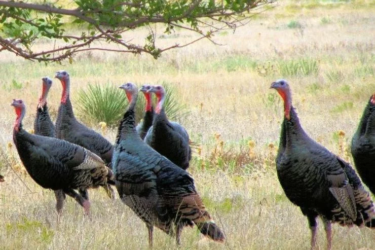 Abattoir Avicole de la Rougearié à Aussillon