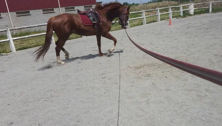 Horses de Noirmont à La Magdelaine-sur-Tarn