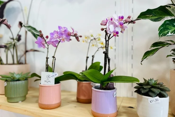 L'Atelier Botanic à Saverdun