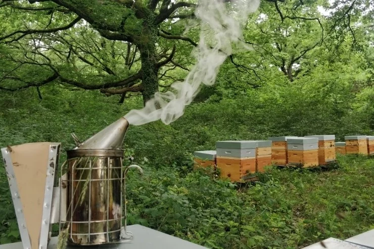 Les Ruchers de Miremont à Miremont