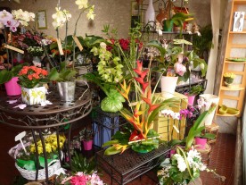 Fleurs et Passion