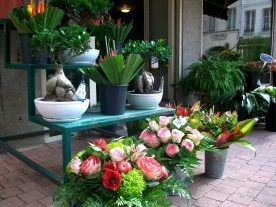 Bambou fleuriste et paysagiste à Meaux