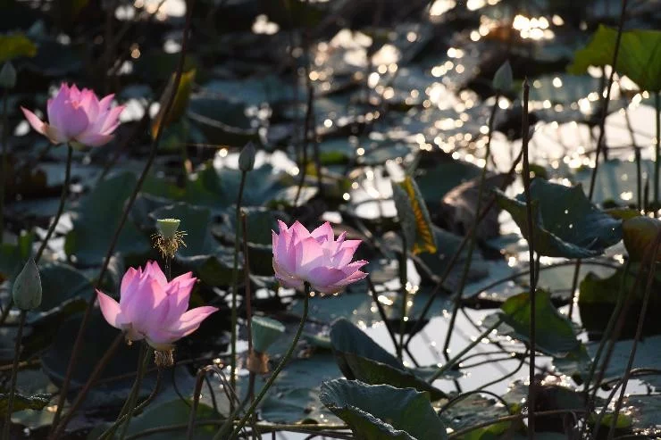 Contre Jour à Lavaur