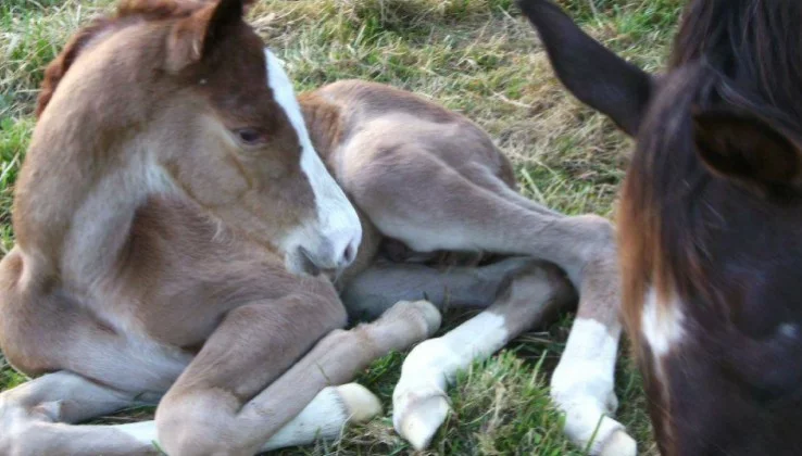 Horses de Noirmont à La Magdelaine-sur-Tarn