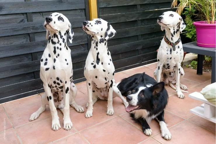 Compli's Cani's à Brens