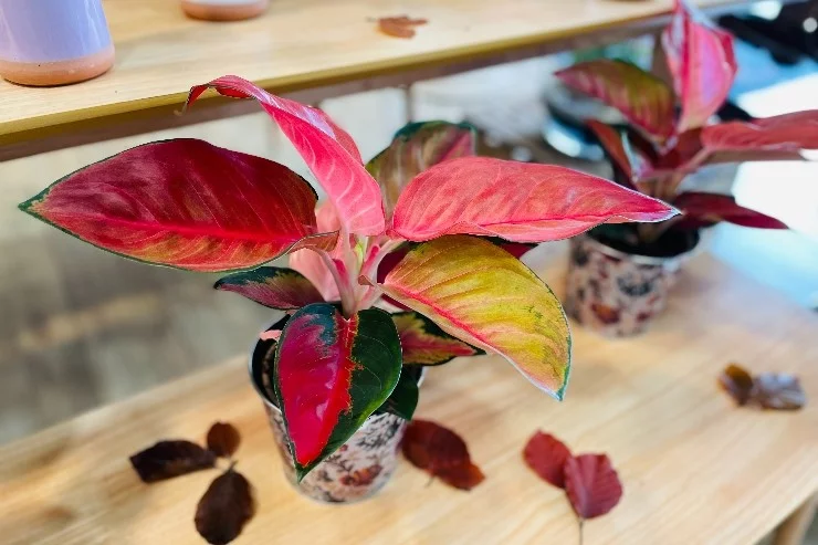 L'Atelier Botanic à Saverdun