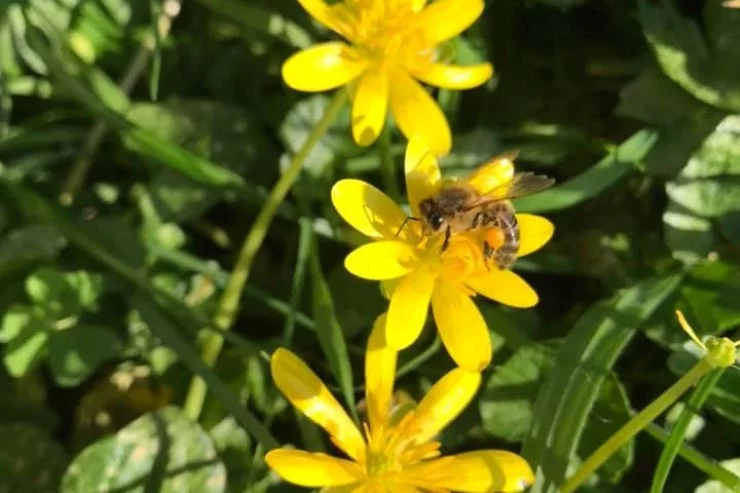 Les Ruchers de Miremont à Miremont