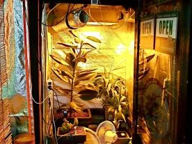 Plante Verte et Poisson Rouge à Meaux