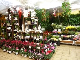 Aurore de Flore à Champigny-sur-Marne