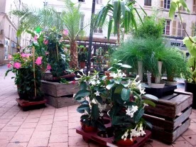 Bambou fleuriste et paysagiste à Meaux