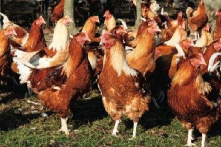 Abattoir Avicole de la Rougearié à Aussillon