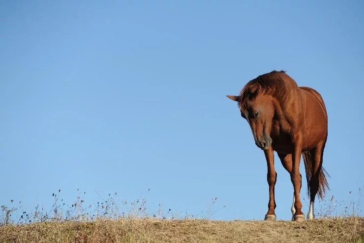 Contre Jour à Lavaur