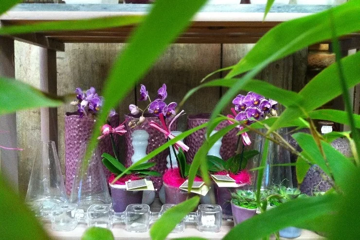 Boutic'Flor à Lavaur