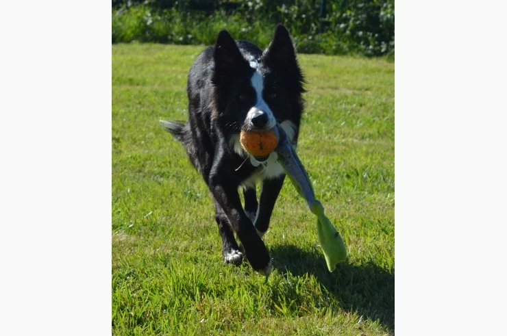 Compli's Cani's à Brens