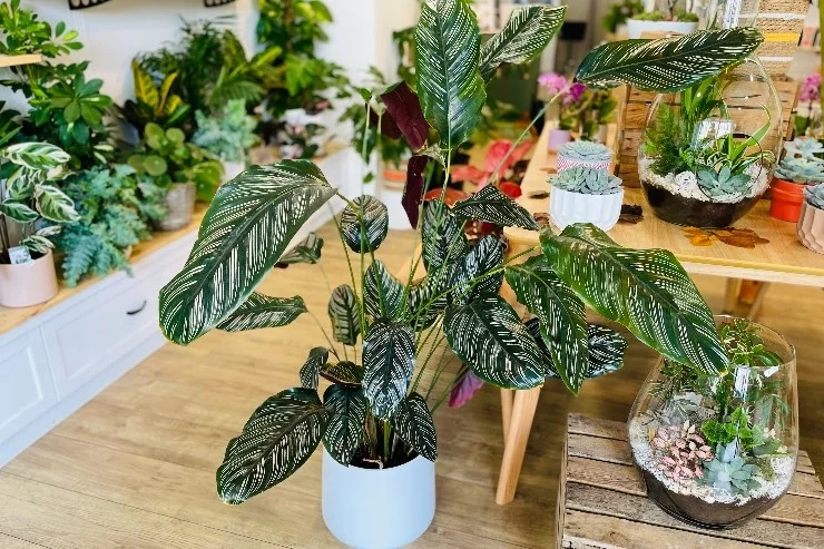 L'Atelier Botanic à Saverdun