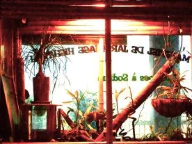 Plante Verte et Poisson Rouge à Meaux