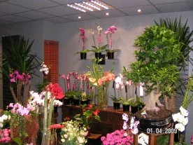 Le Kiosque fleuriste à Saint-Maur-des-Fossés