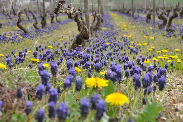 Vinicklès à Noisy-le-Grand