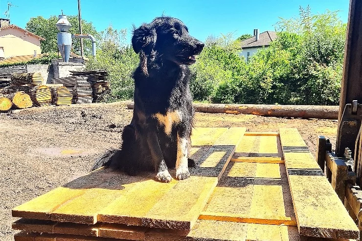 Scierie Ferré à Lavaur