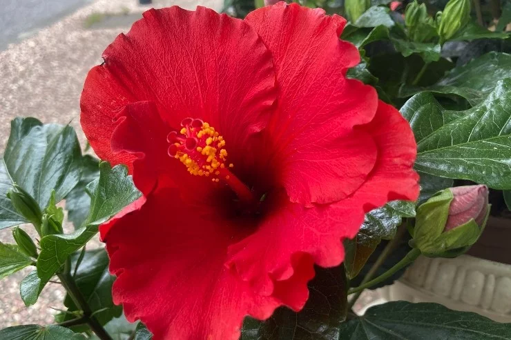 Brollo Fleurs à Auterive