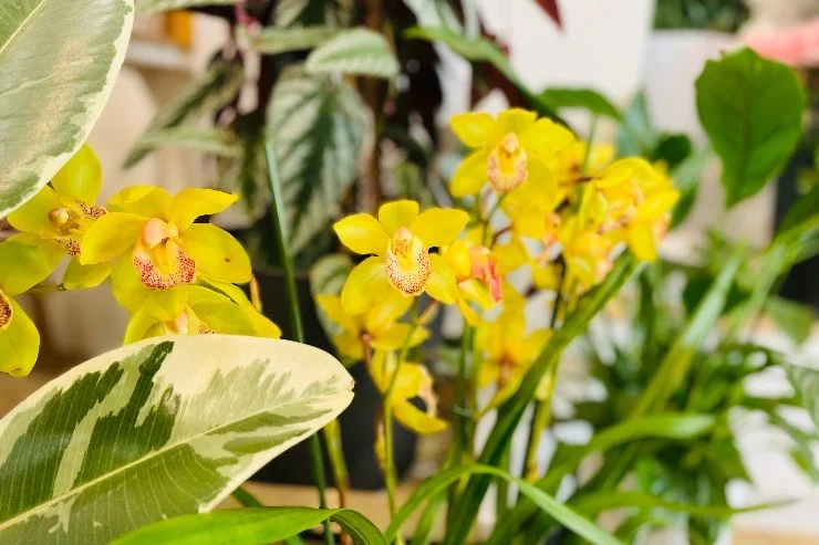 L'Atelier Botanic à Saverdun
