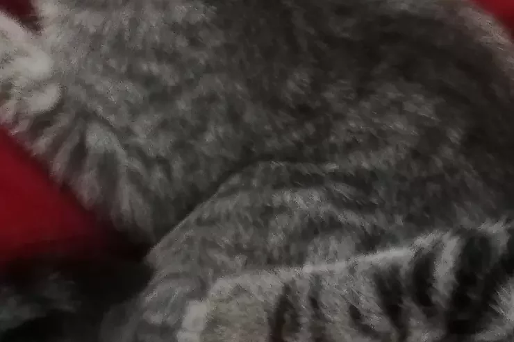 Site de démo 01 à Strasbourg