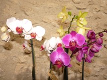 Les Orchid&eacute;es