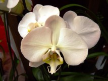 Orchid&eacute;es