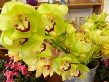 Les orchid&eacute;es