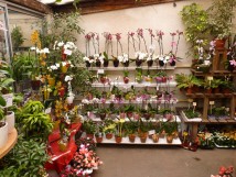 Les Orchid&eacute;es