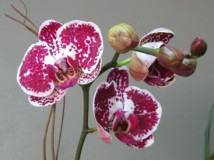 Orchid&eacute;es