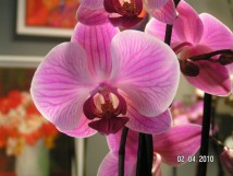  Orchid&eacute;e 1 branche 19&euro;