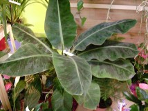 Bananier avec pot à réserve d