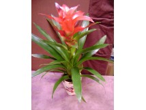 Brom&eacute;liac&eacute;e avec pot "happy christmas"