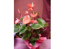 Anthurium rouge