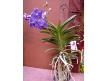 Orchid&eacute;e "VANDA" bleue, 2 tiges florales