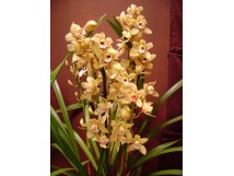 Orchid&eacute;e "cymbidium" jaune, 4 tiges 