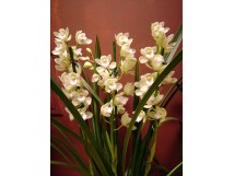 Orchid&eacute;e "cymbidium" blanche