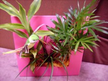 Tableaux v&eacute;g&eacute;taux