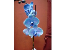 Orchid&eacute;e "phalaenopsis" bleue