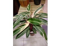 Calathea, feuillage panach&eacute;.