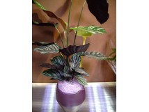 Calat, feuillage ray&eacute; de rose