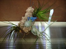 Tillandsias, plantes &eacute;piphytes